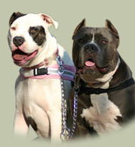Coupler Chain for walking 2 Pitbull dogs